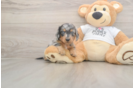 Meet Lem - our Dachshund Puppy Photo  2/3 - Lone Star Pups Best Dachshund Baby