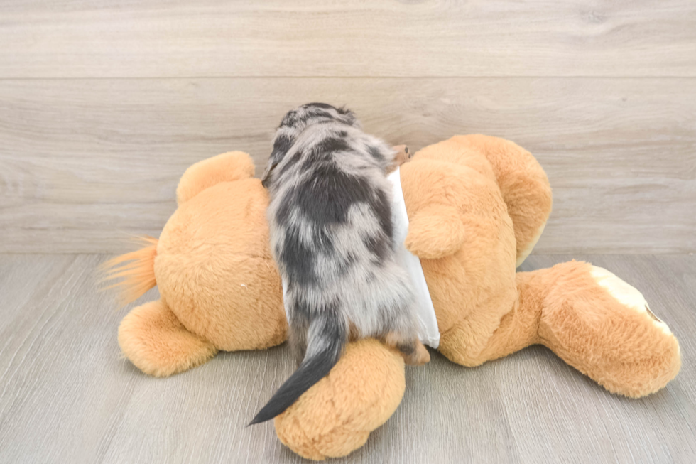 Meet Lem - our Dachshund Puppy Photo  3/3 - Lone Star Pups Cute Doxie Purebred Puppy