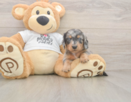 6 week old Dachshund Puppy For Sale - Lone Star Pups
