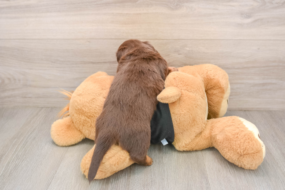 Cute Doxie Purebred Puppy