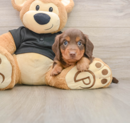 5 week old Dachshund Puppy For Sale - Lone Star Pups