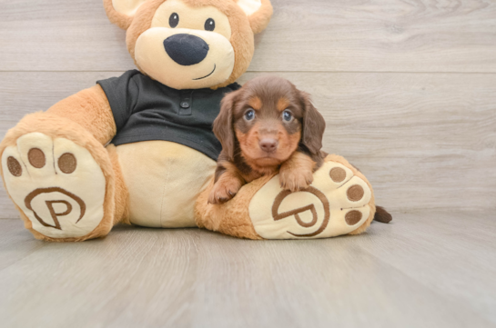 LEM, a Dachshund littermate