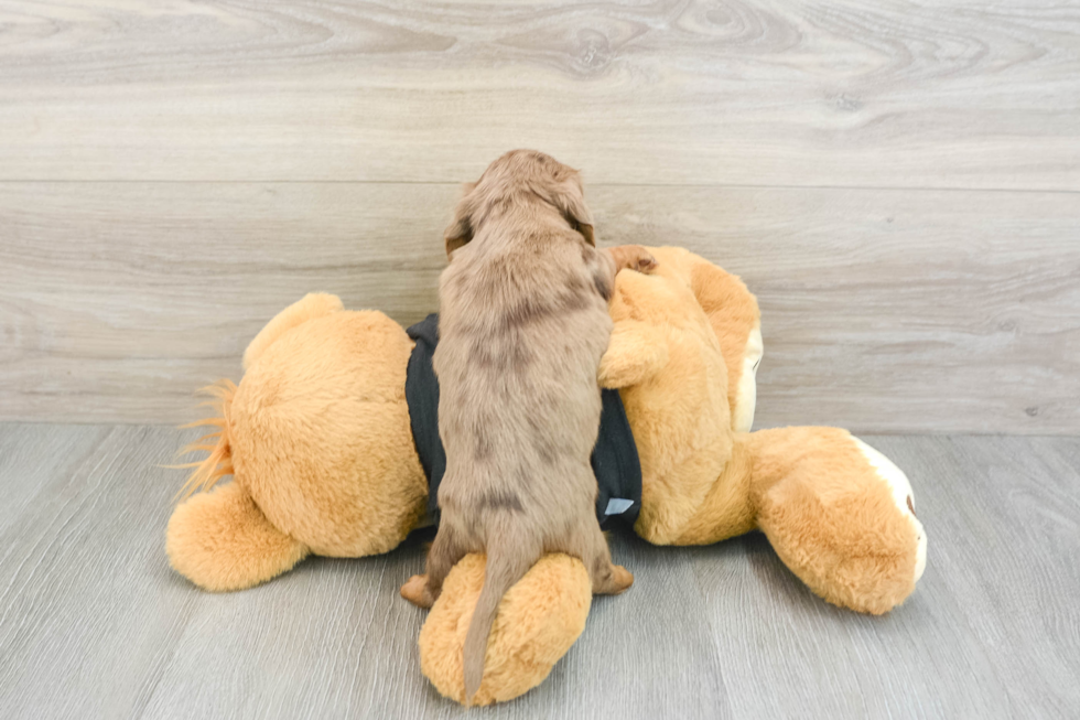 Cute Dachshund Purebred Pup