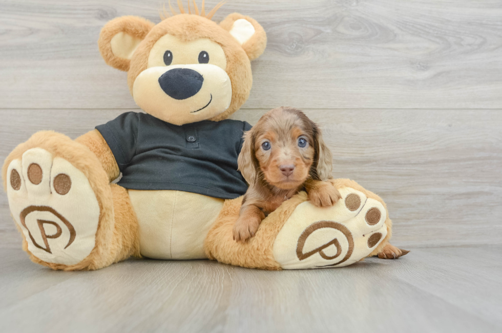 6 week old Dachshund Puppy For Sale - Lone Star Pups