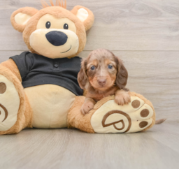5 week old Dachshund Puppy For Sale - Lone Star Pups