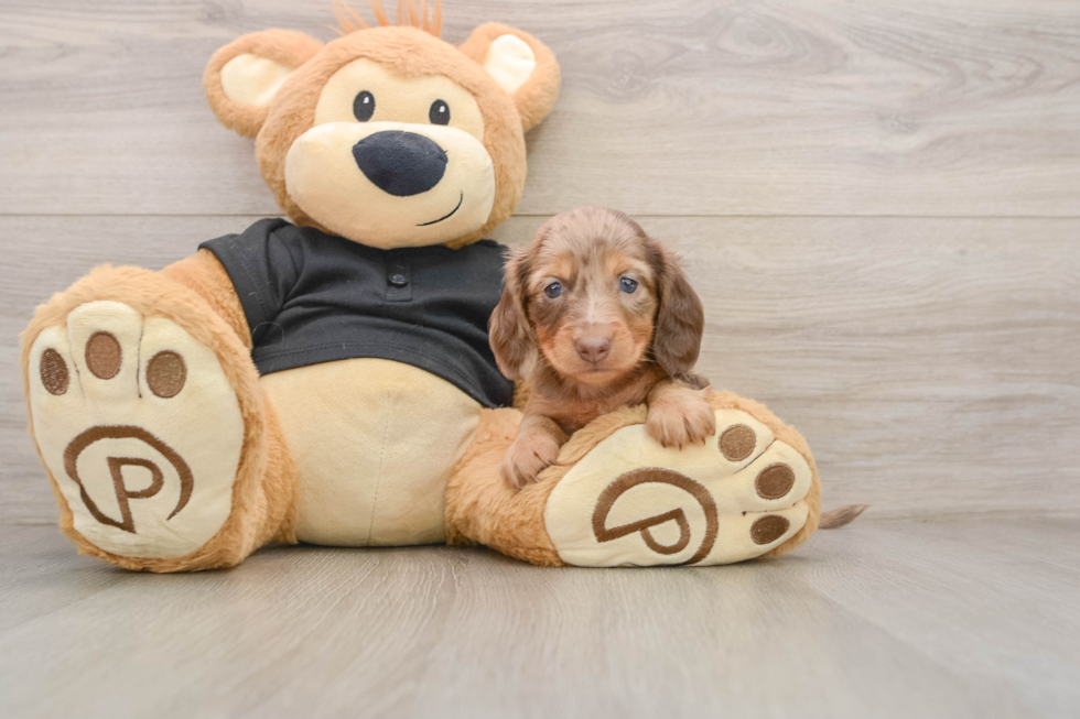 Best Dachshund Baby