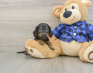 7 week old Dachshund Puppy For Sale - Lone Star Pups