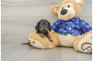 Dachshund Puppy for Adoption