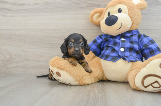 Dachshund Puppy for Adoption
