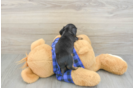 Best Dachshund Baby
