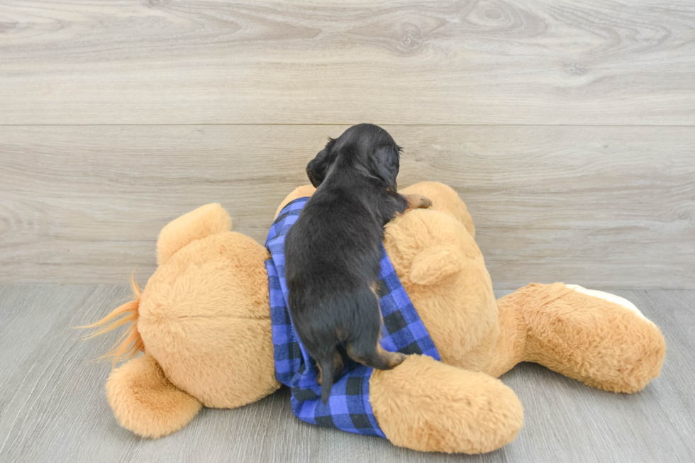 Best Dachshund Baby