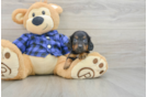 Cute Doxie Purebred Puppy