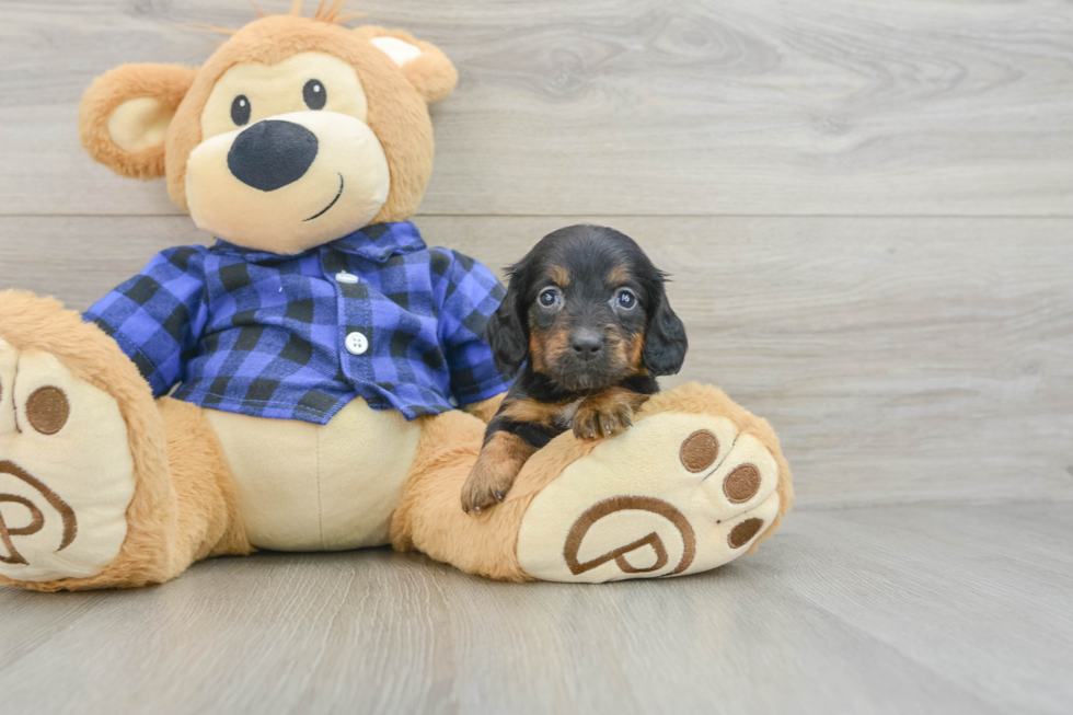 Cute Doxie Purebred Puppy