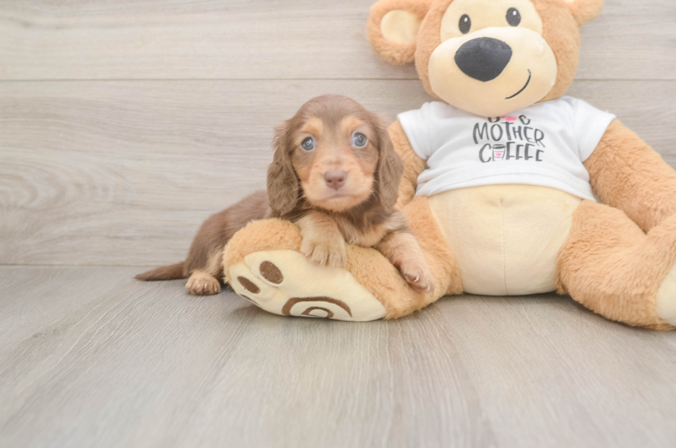 5 week old Dachshund Puppy For Sale - Lone Star Pups