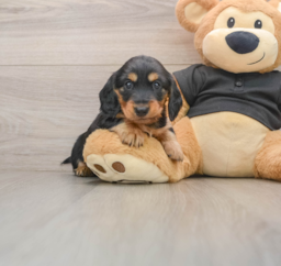 5 week old Dachshund Puppy For Sale - Lone Star Pups