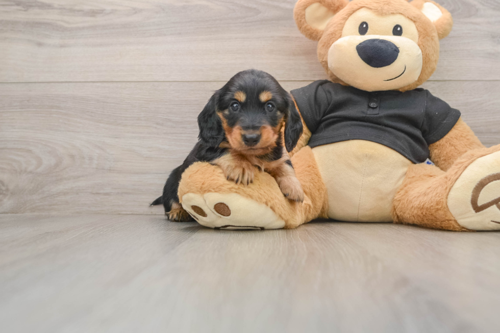 Cute Doxie Purebred Puppy