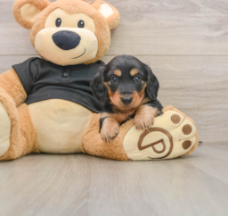 5 week old Dachshund Puppy For Sale - Lone Star Pups