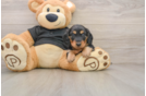 Dachshund Puppy for Adoption
