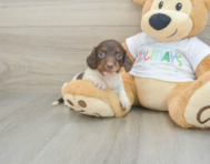 5 week old Dachshund Puppy For Sale - Lone Star Pups