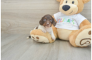 Best Dachshund Baby