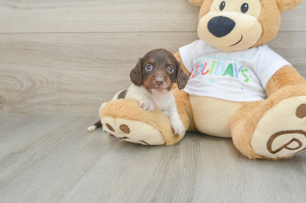 6 week old Dachshund Puppy For Sale - Lone Star Pups