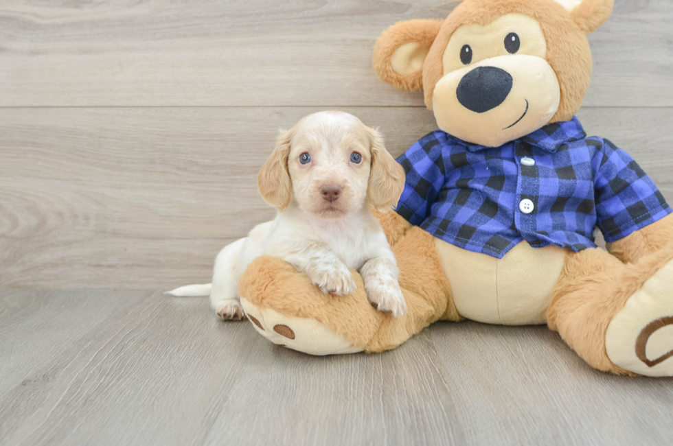 5 week old Dachshund Puppy For Sale - Lone Star Pups