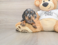 7 week old Dachshund Puppy For Sale - Lone Star Pups