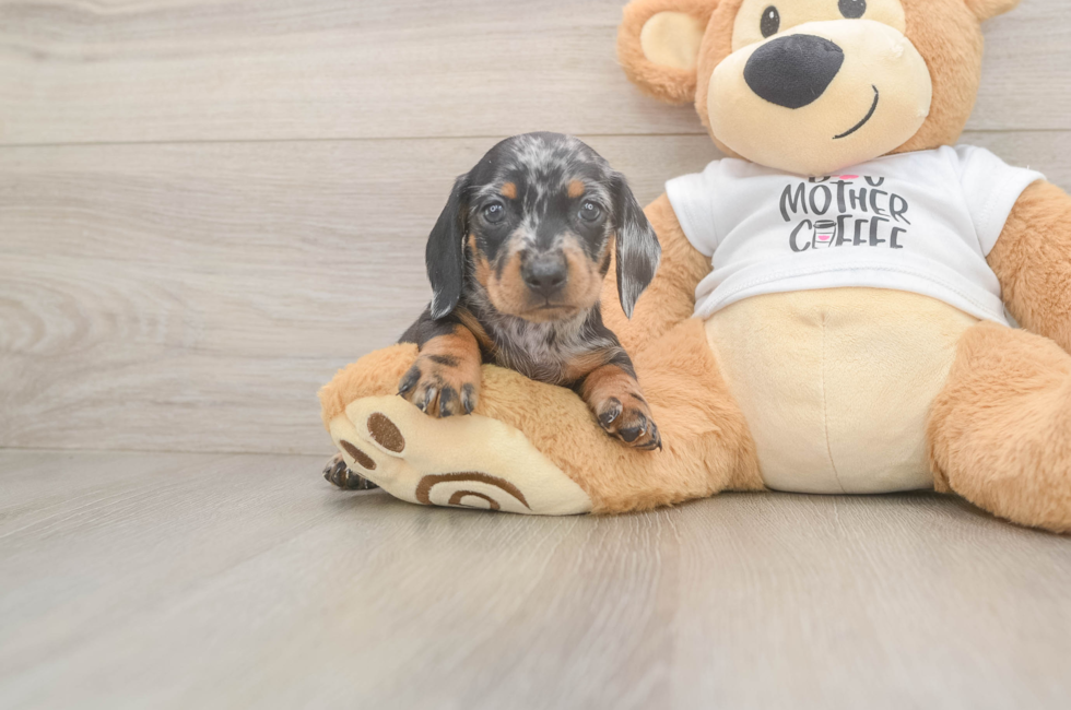 5 week old Dachshund Puppy For Sale - Lone Star Pups