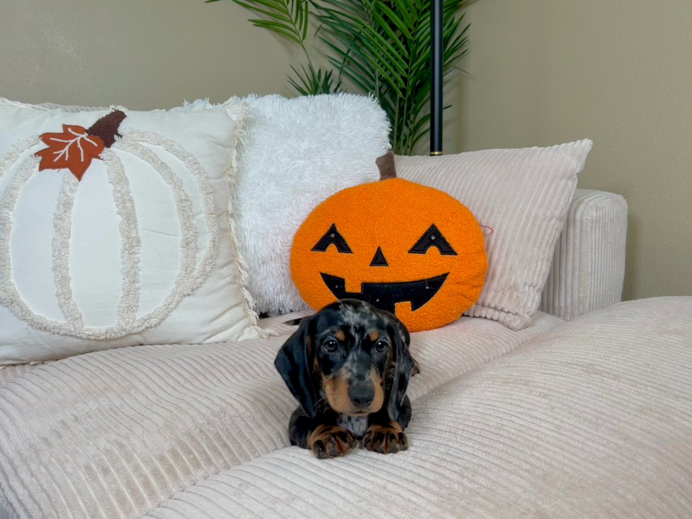 Meet Linus - our Dachshund Puppy Photo  4/9 - Lone Star Pups Best Dachshund Baby