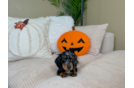 Meet Linus - our Dachshund Puppy Photo  4/9 - Lone Star Pups Best Dachshund Baby