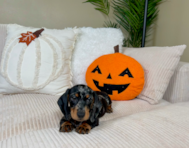 11 week old Dachshund Puppy For Sale - Lone Star Pups
