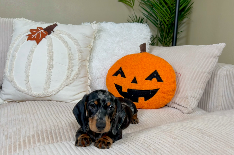 12 week old Dachshund Puppy For Sale - Lone Star Pups