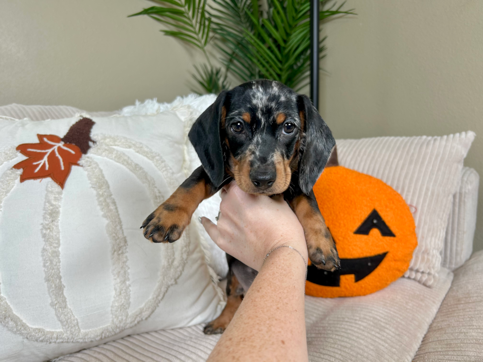 Meet Linus - our Dachshund Puppy Photo  2/9 - Lone Star Pups Best Dachshund Baby