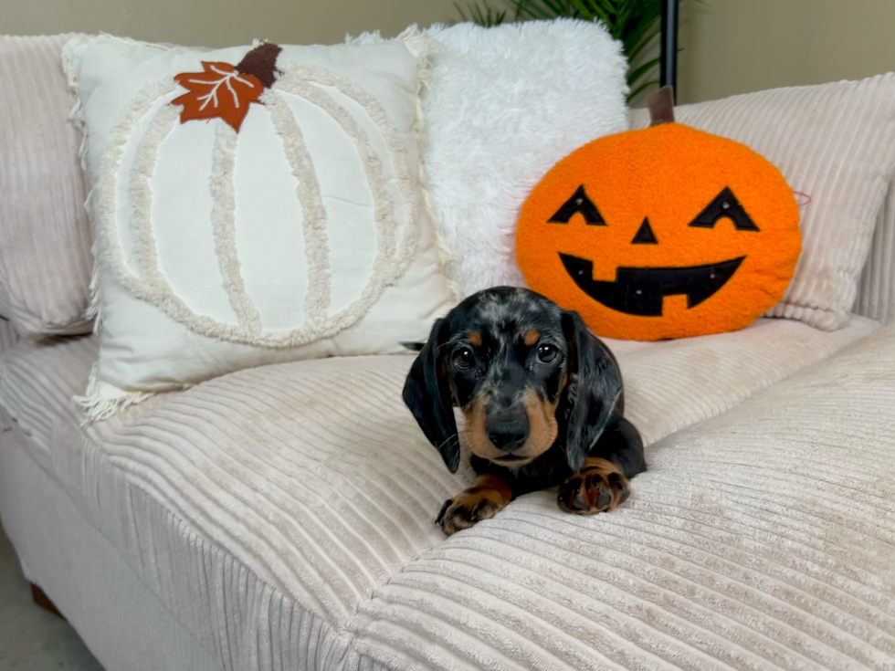 Meet Linus - our Dachshund Puppy Photo  5/9 - Lone Star Pups Cute Dachshund Baby