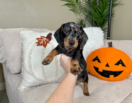 9 week old Dachshund Puppy For Sale - Lone Star Pups