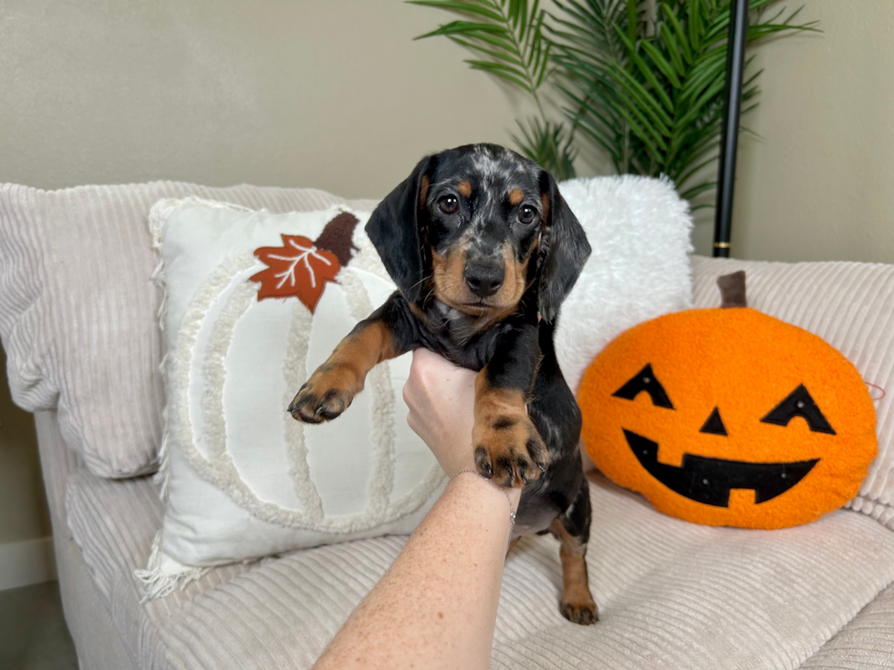 Meet Linus - our Dachshund Puppy Photo  1/9 - Lone Star Pups Cute Dachshund Purebred Pup