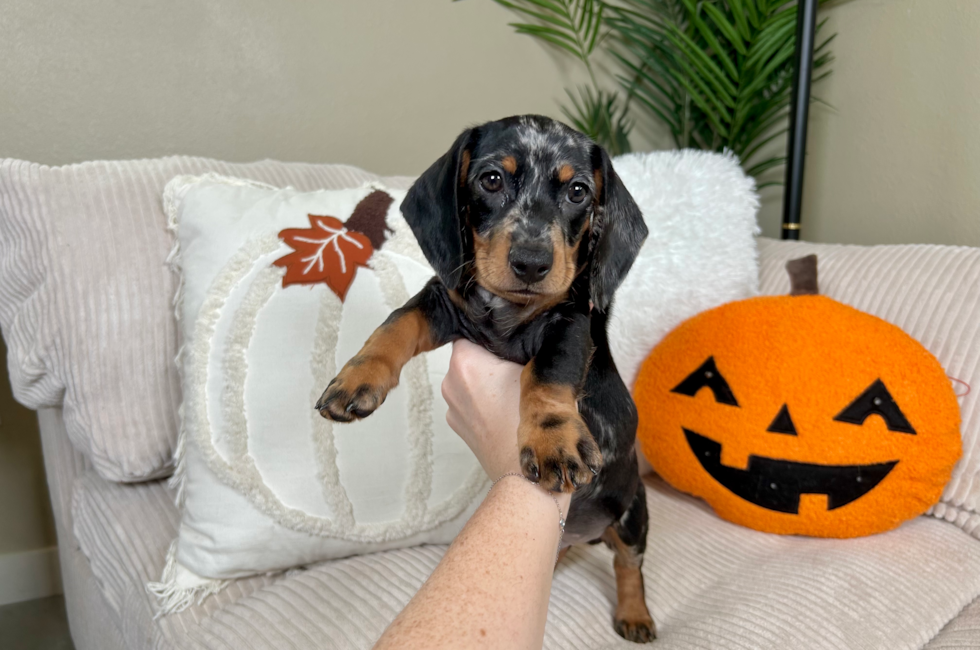 10 week old Dachshund Puppy For Sale - Lone Star Pups