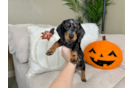 Meet Linus - our Dachshund Puppy Photo  1/9 - Lone Star Pups Cute Dachshund Purebred Pup