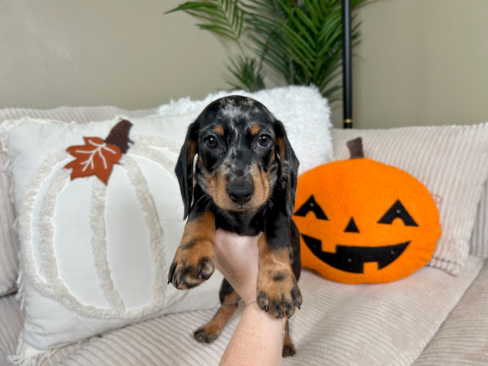 Meet Linus - our Dachshund Puppy Photo  3/9 - Lone Star Pups Best Dachshund Baby