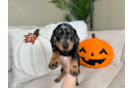 Meet Linus - our Dachshund Puppy Photo  3/9 - Lone Star Pups Best Dachshund Baby