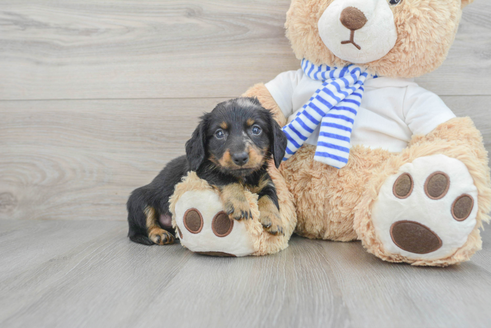 Cute Dachshund Purebred Puppy