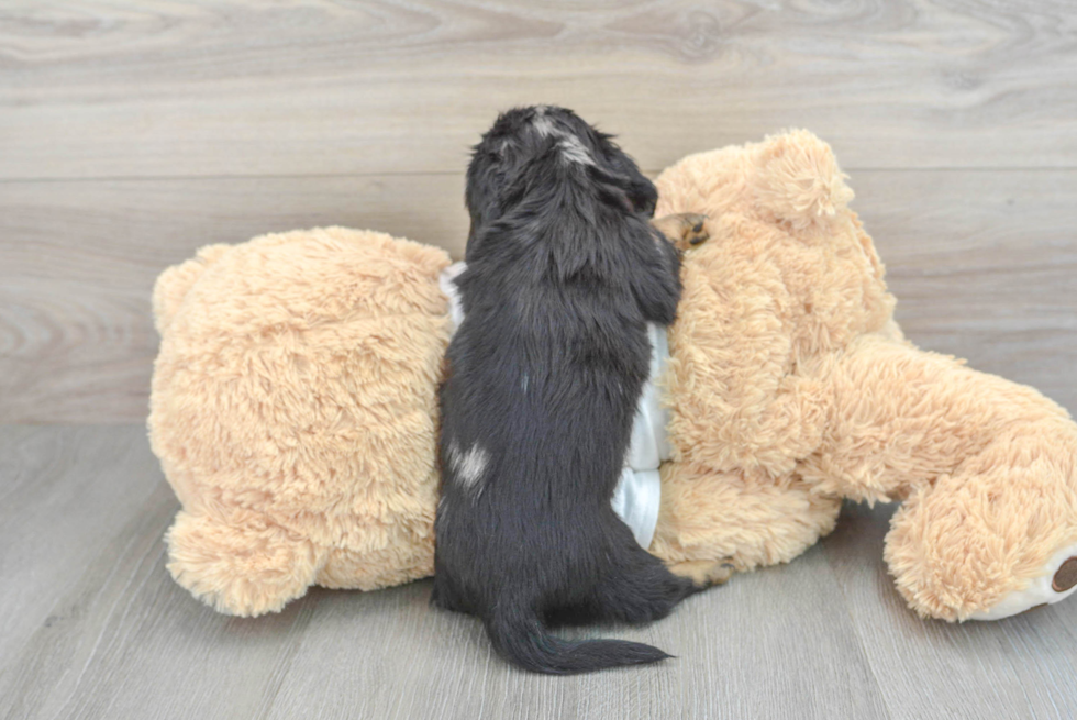 Dachshund Pup Being Cute