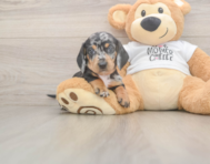 7 week old Dachshund Puppy For Sale - Lone Star Pups