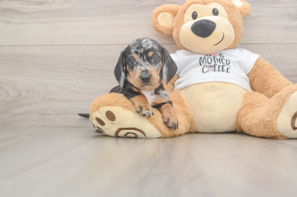 5 week old Dachshund Puppy For Sale - Lone Star Pups
