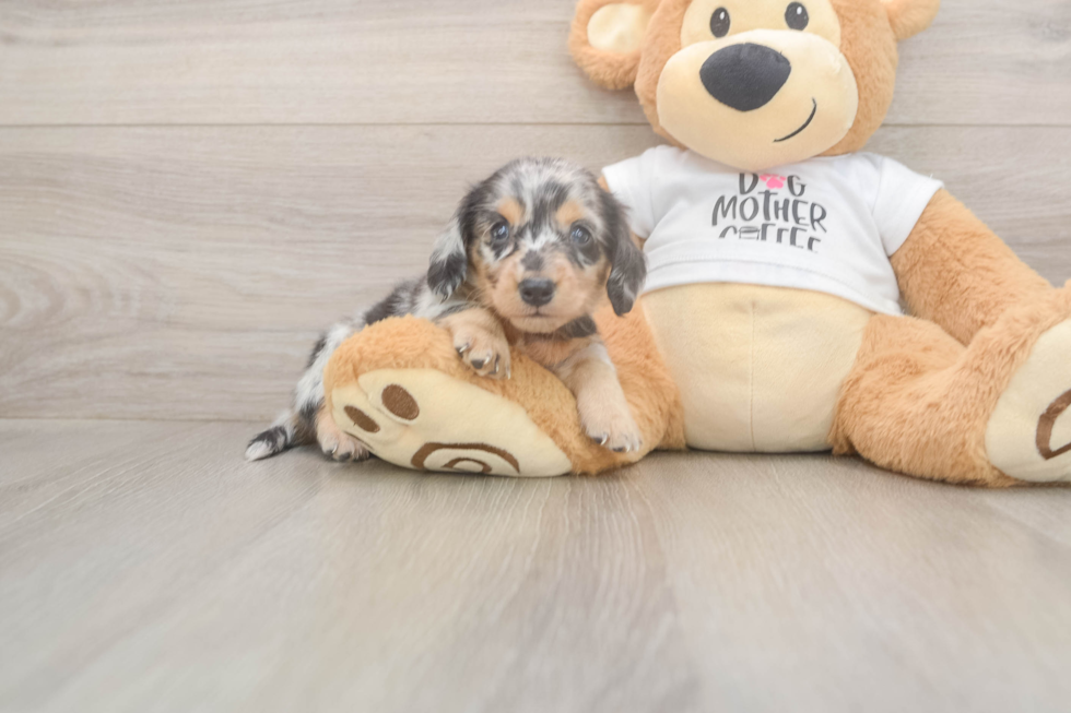 Meet Lupita - our Dachshund Puppy Photo  2/3 - Lone Star Pups Cute Dachshund Baby