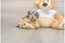 Meet Lupita - our Dachshund Puppy Photo  2/3 - Lone Star Pups Cute Dachshund Baby