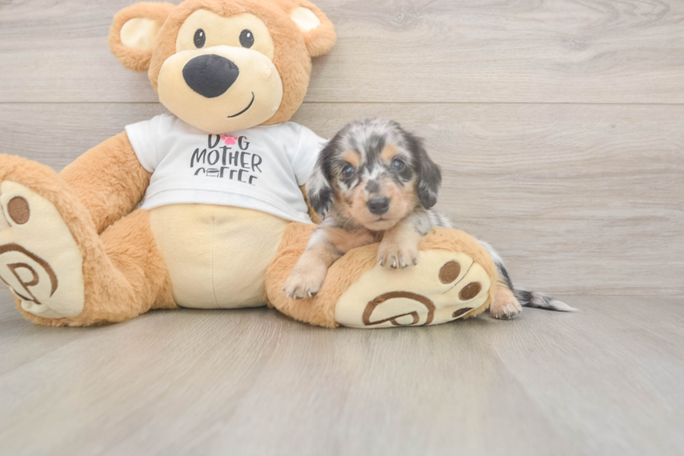 Meet Lupita - our Dachshund Puppy Photo  1/3 - Lone Star Pups Cute Dachshund Baby