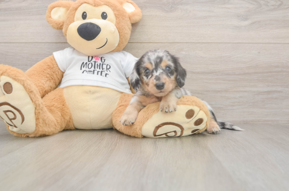 5 week old Dachshund Puppy For Sale - Lone Star Pups