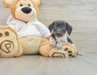 6 week old Dachshund Puppy For Sale - Lone Star Pups