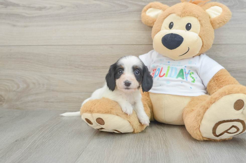 6 week old Dachshund Puppy For Sale - Lone Star Pups